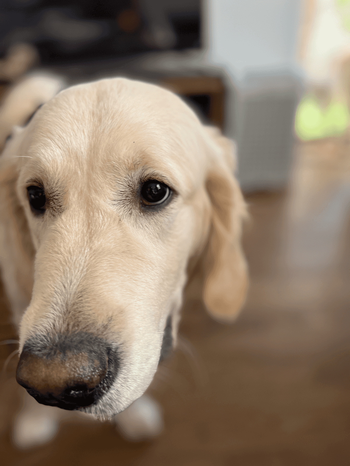 My dog - photo 1