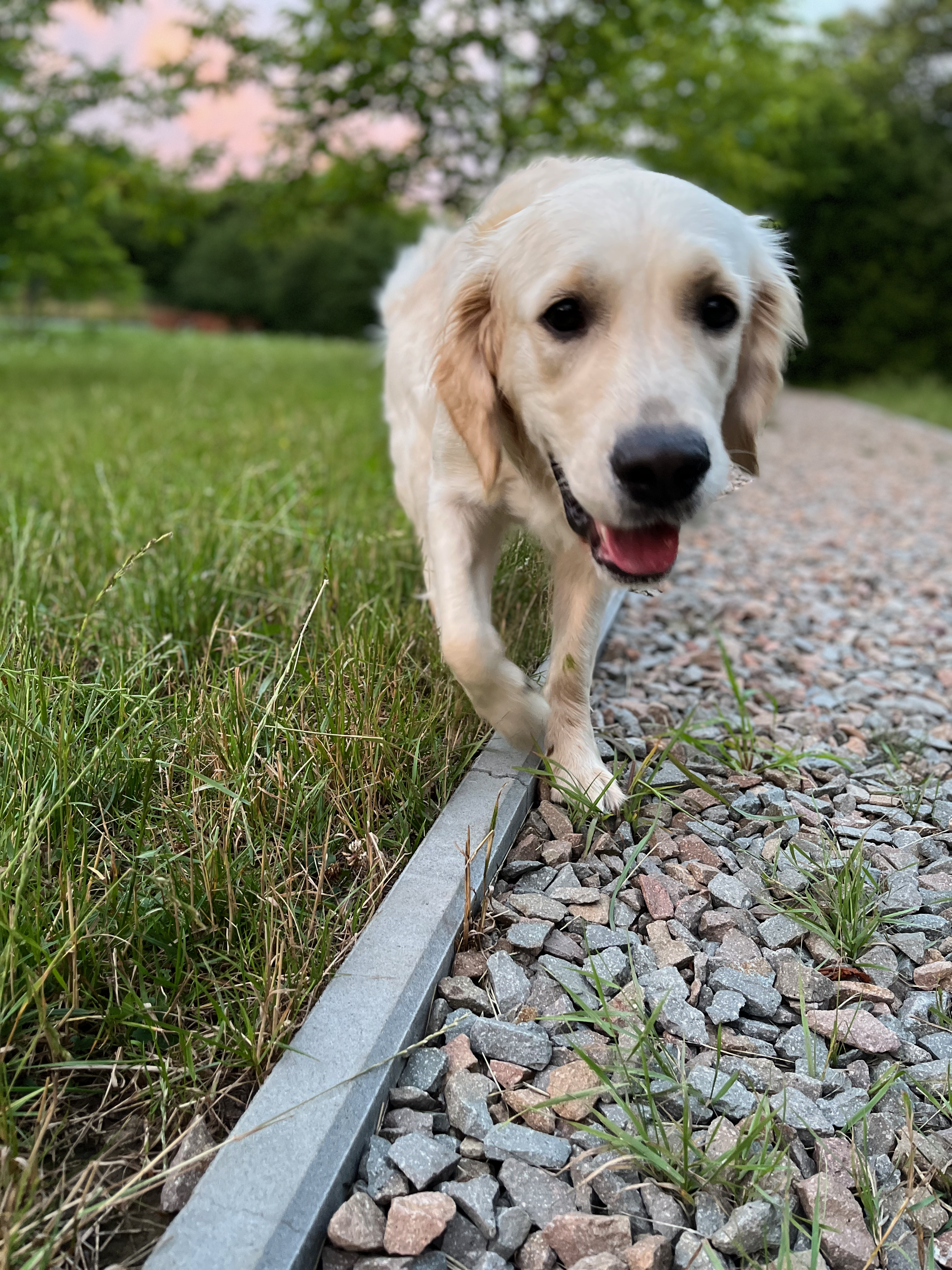 My dog - photo 2