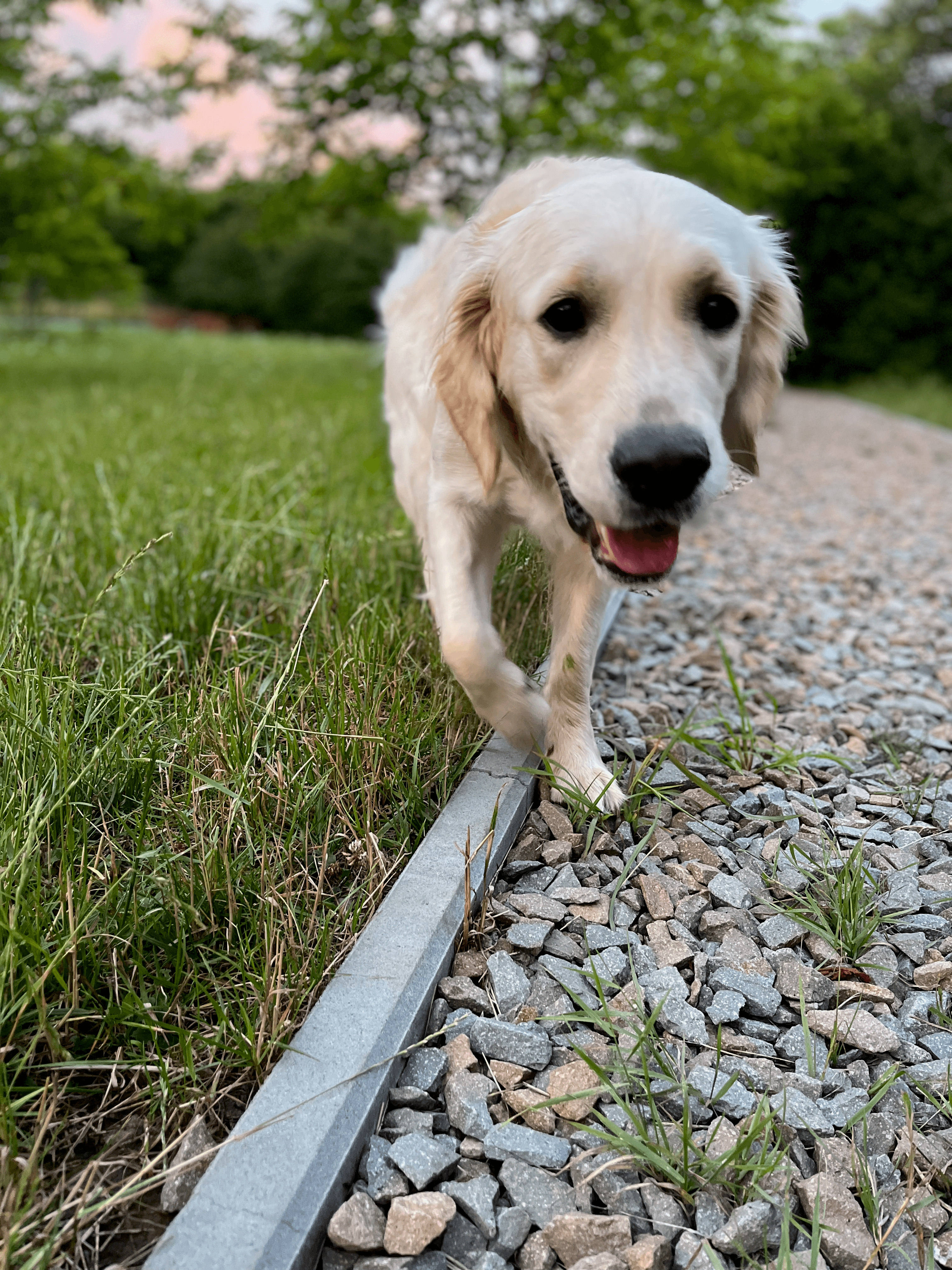 My dog - photo 2