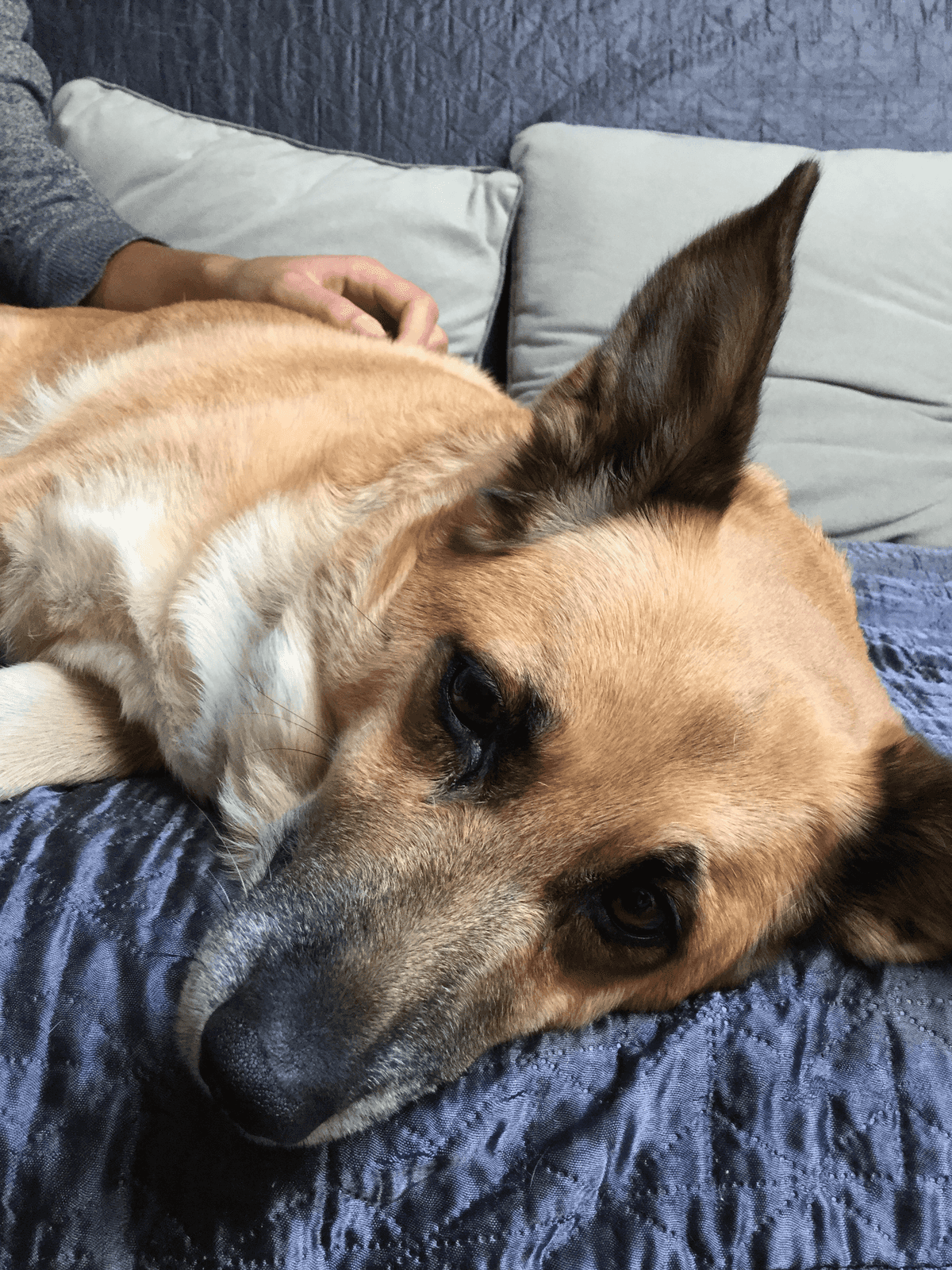 My dog - photo 3