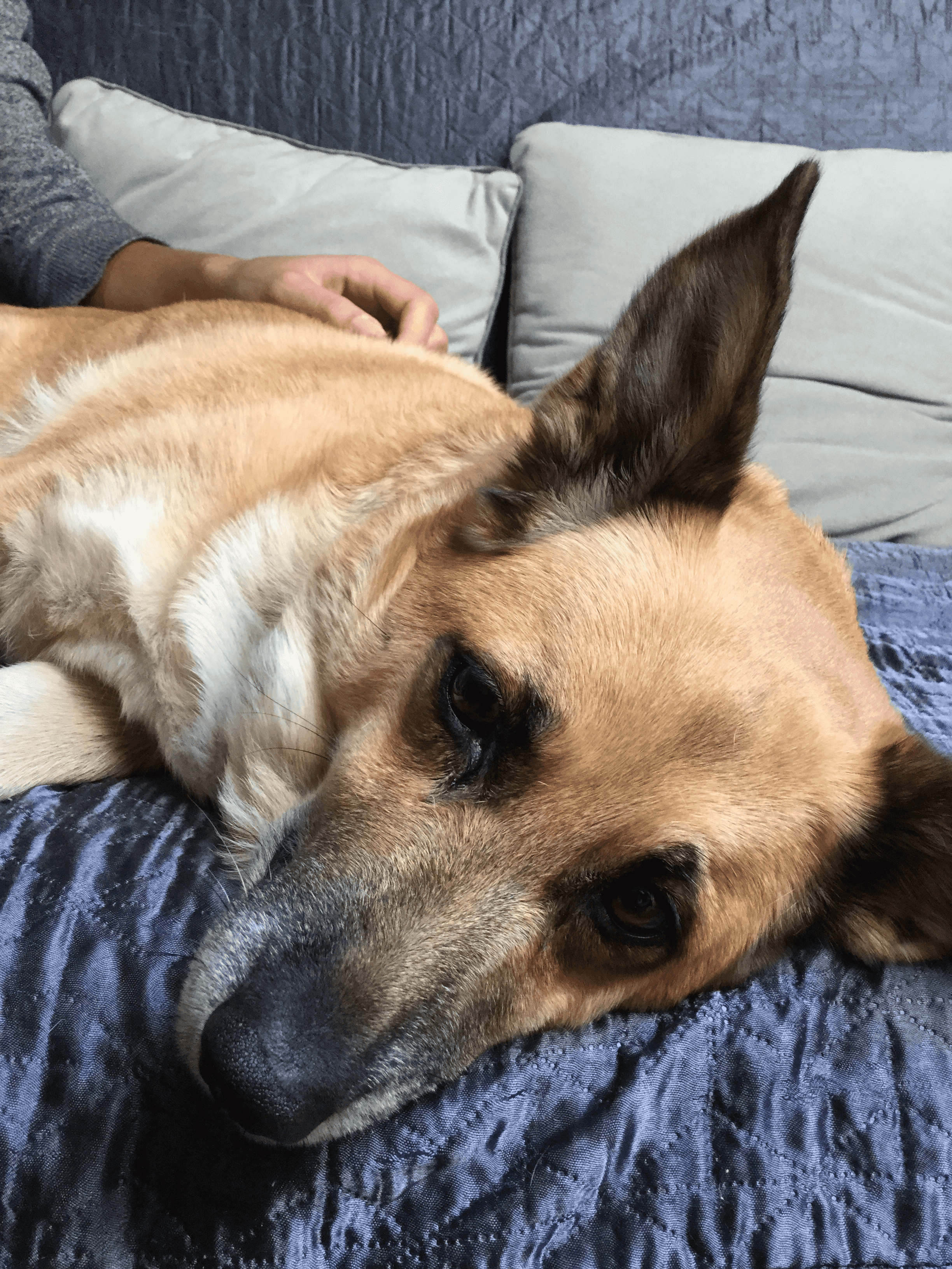 My dog - photo 3