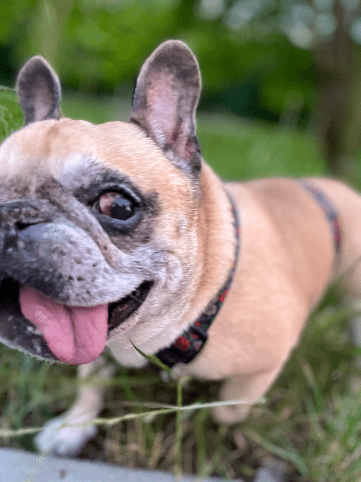 My dog - photo 4